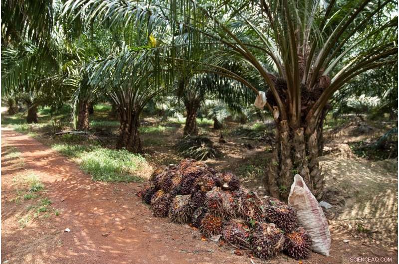 Oil Palm Expansion Threatens Protected Tropical Forests, New Study Warns