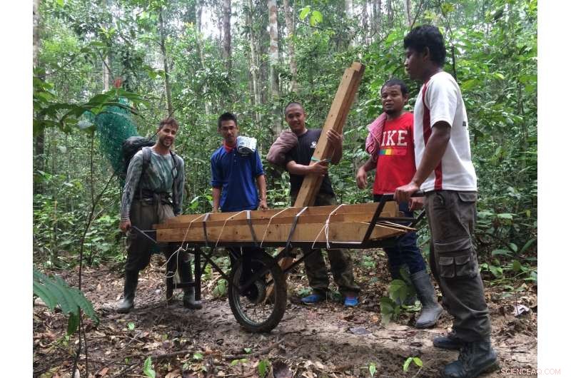 Oil Palm Expansion Threatens Protected Tropical Forests, New Study Warns