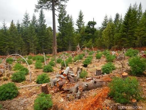 California Legal Marijuana Faces Strict Environmental Regulations