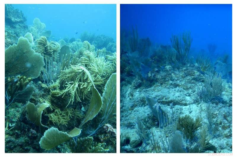 Scientists Examine Early Impact of Hurricanes on Caribbean Coral Reefs