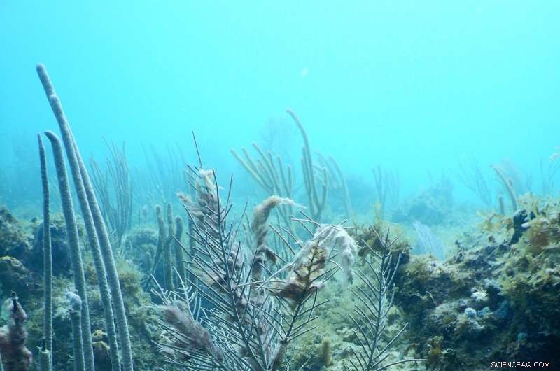 Scientists Examine Early Impact of Hurricanes on Caribbean Coral Reefs