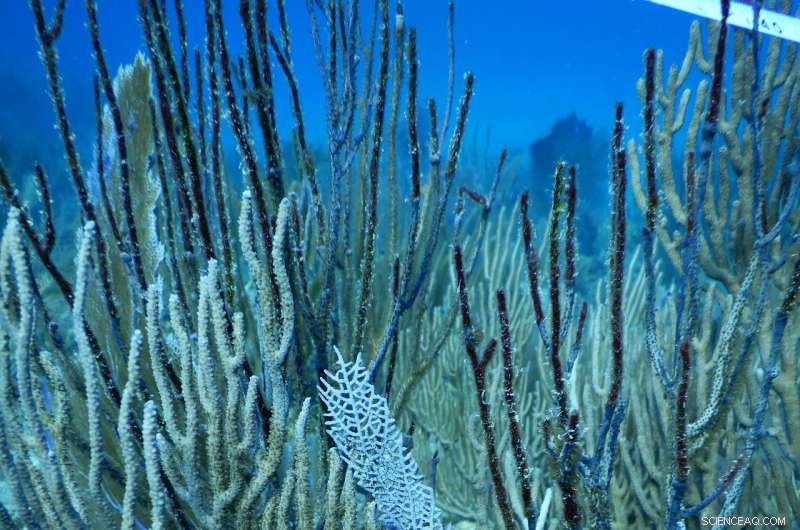 Scientists Examine Early Impact of Hurricanes on Caribbean Coral Reefs