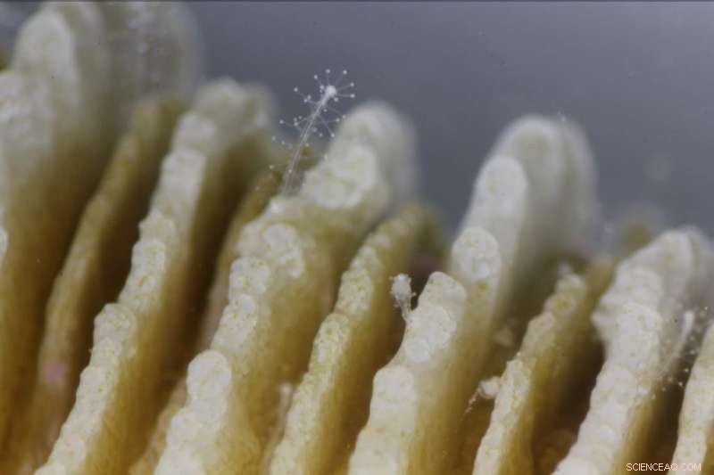 Tiny Hydrozoan Polyps Protect Corals from Predators and Disease