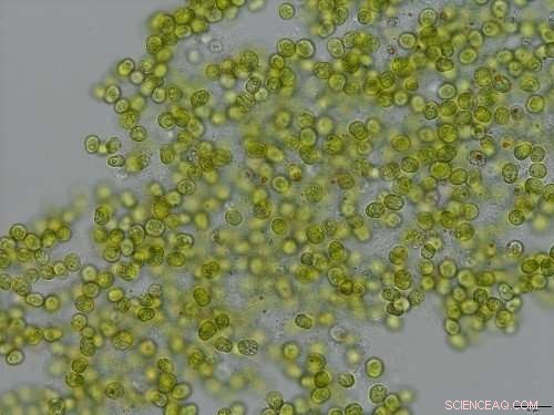 Ancient Jumping Genes Could Boost Coral Heat Tolerance