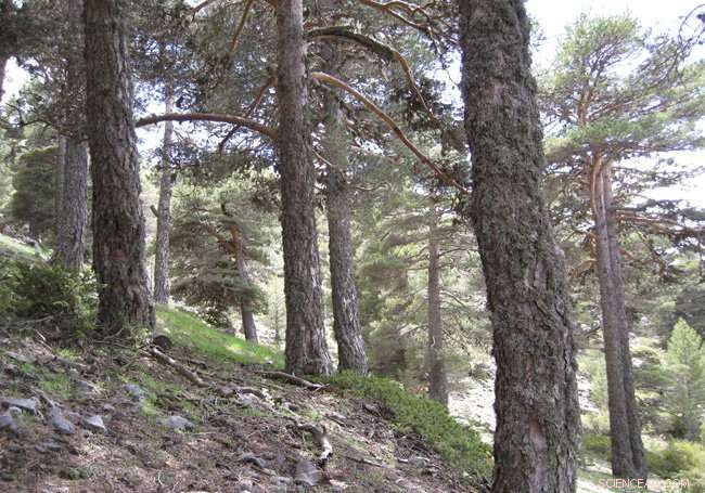 The Dual Climate Forces Shaping Iberian Droughts and Ecosystems