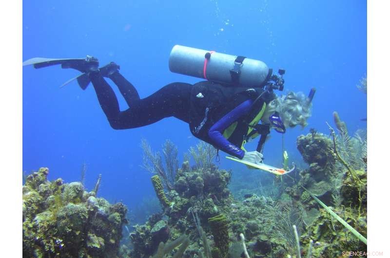 Caribbean Ecosystems Under Growing Environmental Pressure