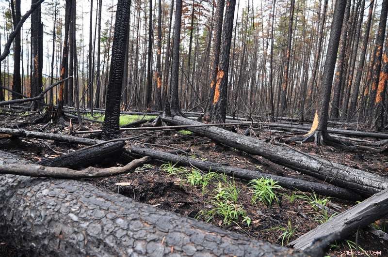 Charcoal Residues May Speed CO₂ Release After Forest Fires
