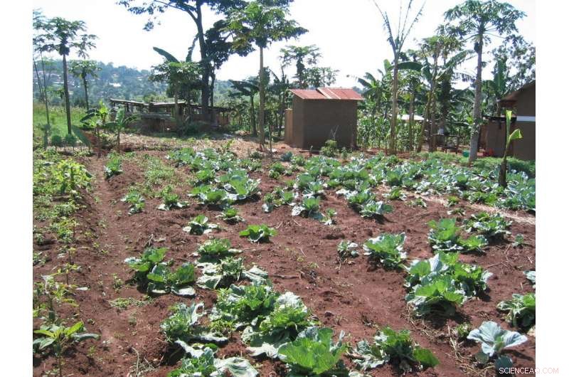 The Silent Health Threat: How Micronutrient Deficiencies Endanger Communities