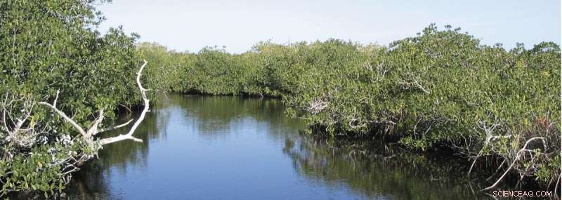 Nature s SOS: How Long‑Term Research and Extreme Events Reveal Survival Strategies