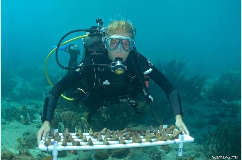 Revolutionary Coral Sowing Technique Enables Large-Scale Reef Restoration