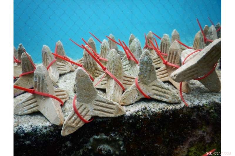 Revolutionary Coral Sowing Technique Enables Large-Scale Reef Restoration