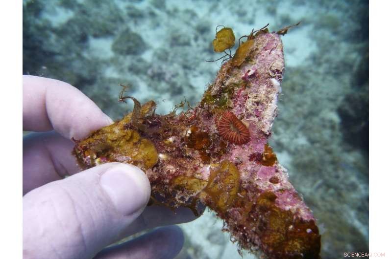 Revolutionary Coral Sowing Technique Enables Large-Scale Reef Restoration