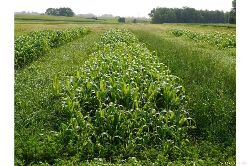 Protecting Alfalfa: How Annual Ryegrass Can Mitigate Losses