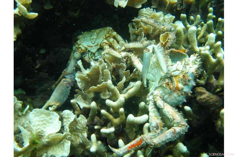 Scientists Map Global Low-Oxygen Zones, Unveiling Risks and Solutions