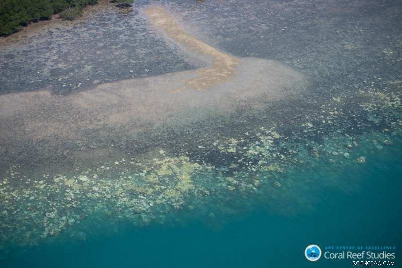 Urgent: The Time to Save the World’s Coral Reefs Is Rapidly Closing