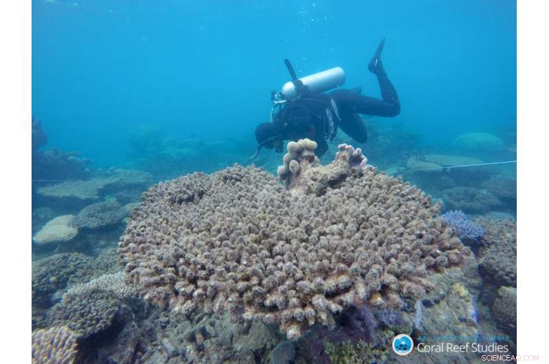 Urgent: The Time to Save the World’s Coral Reefs Is Rapidly Closing