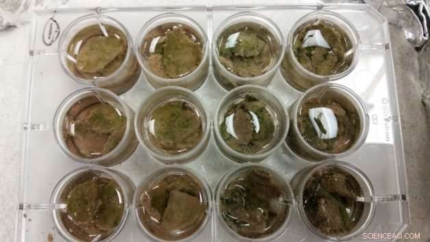 Native Biocrusts in the Wild: Unveiling Microbial Metabolism