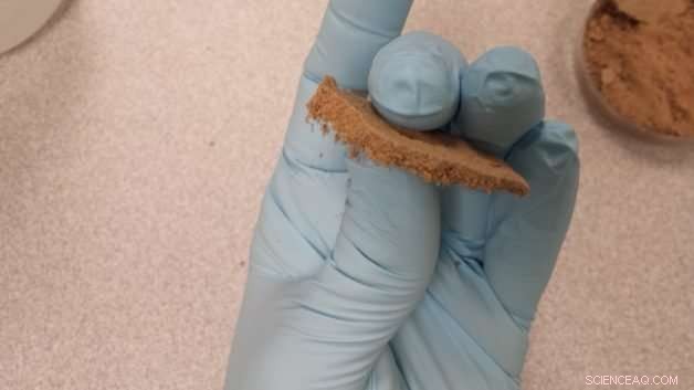 Native Biocrusts in the Wild: Unveiling Microbial Metabolism