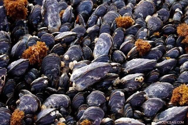 How Ocean Acidification is Reshaping California Mussel Shells, Researchers Reveal