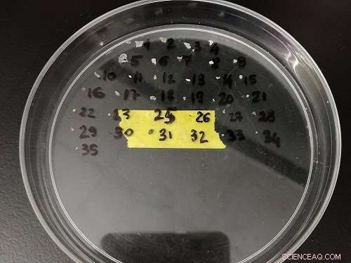 Red Sea Surface Trawl Confirms Minimal Floating Plastic Pollution