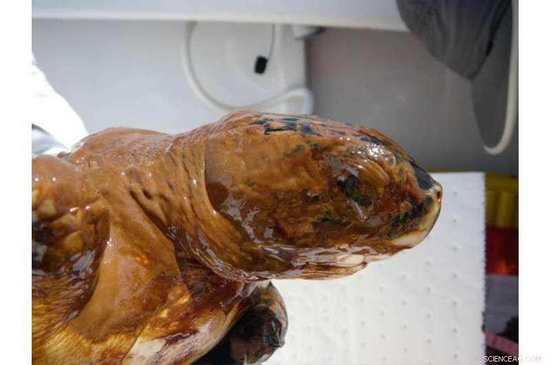 Trump s Offshore Drilling Plans Overlook BP Deepwater Horizon Lessons