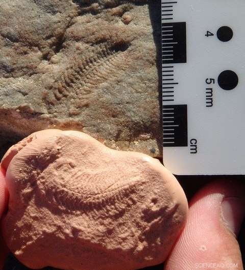 Pond Scum Reveals How the First Animals Evolved