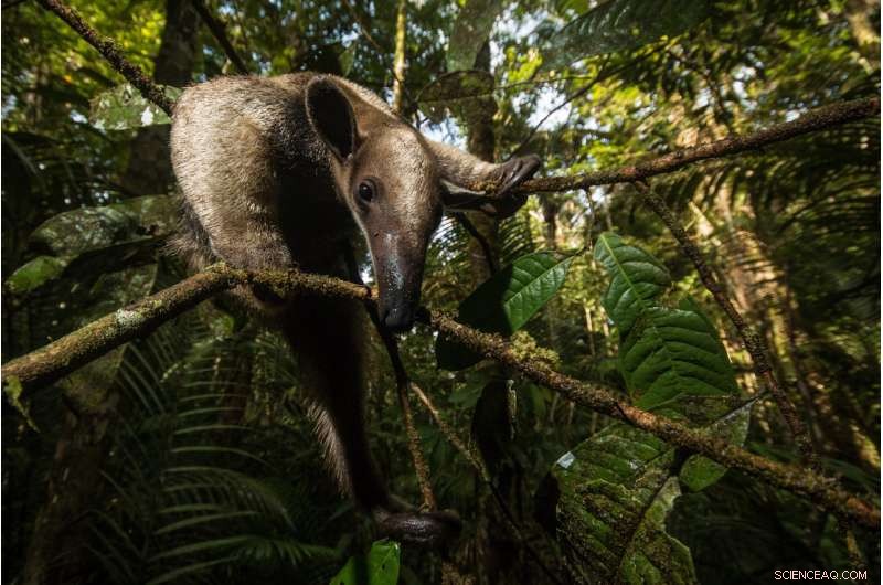Amazon Biodiversity Hotspot Faces Greater Losses as Controversial Road Bill Passes