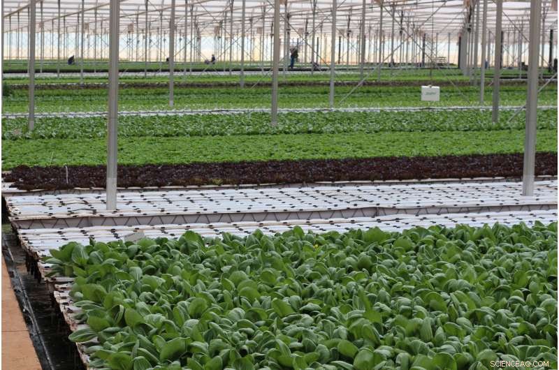 Major Food Retailer’s Sustainability Initiative Boosts Farmers’ Environmental Practices, Study Finds