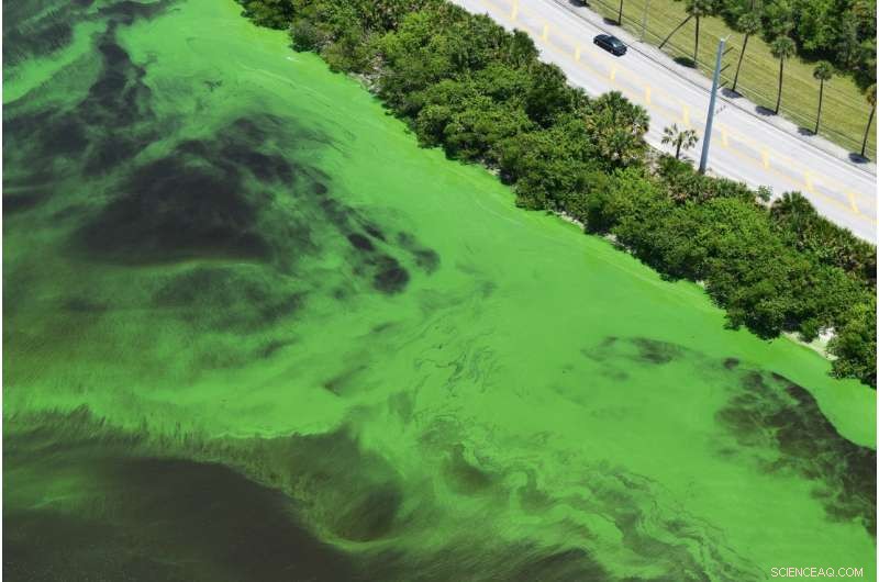 Study Identifies Origin of Toxic Green Algal Blooms, Reveals Severe Consequences
