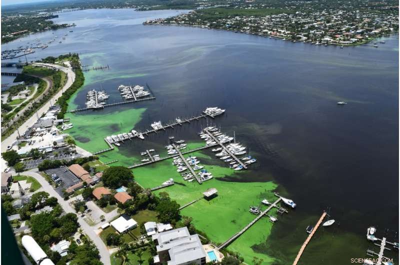 Study Identifies Origin of Toxic Green Algal Blooms, Reveals Severe Consequences