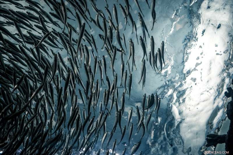 New Study Shows Climate Change Disrupts Marine Food Webs