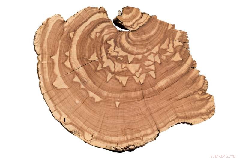 Decoding the Past: Tree Rings Reveal River Flow Histories