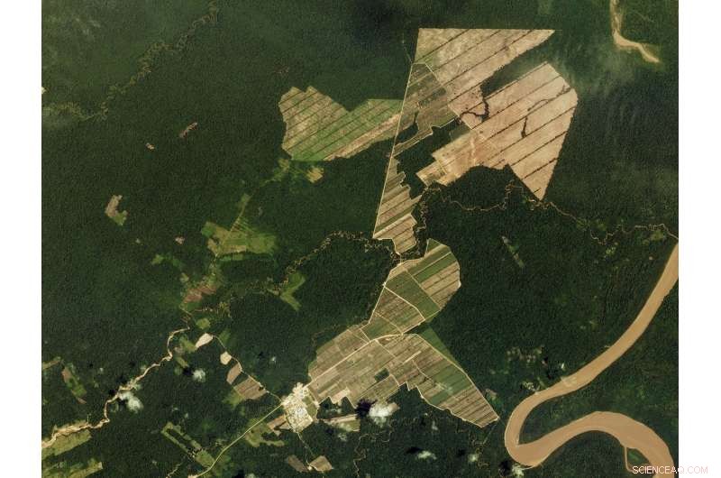 Elections Could Drive Deforestation, Study Finds