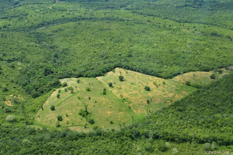 Elections Could Drive Deforestation, Study Finds