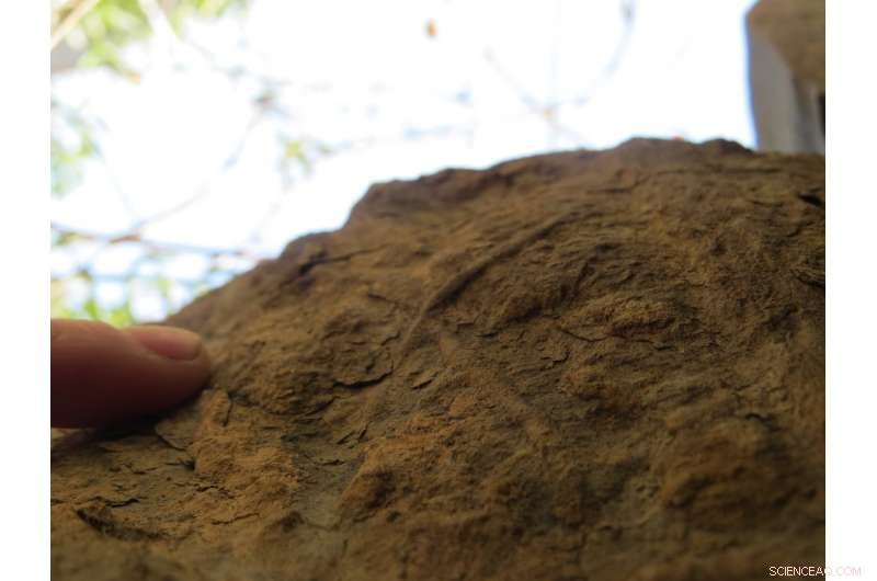 Scientists Uncover 8‑Meter Burrow Depths in Deep‑Sea Marine Fossils