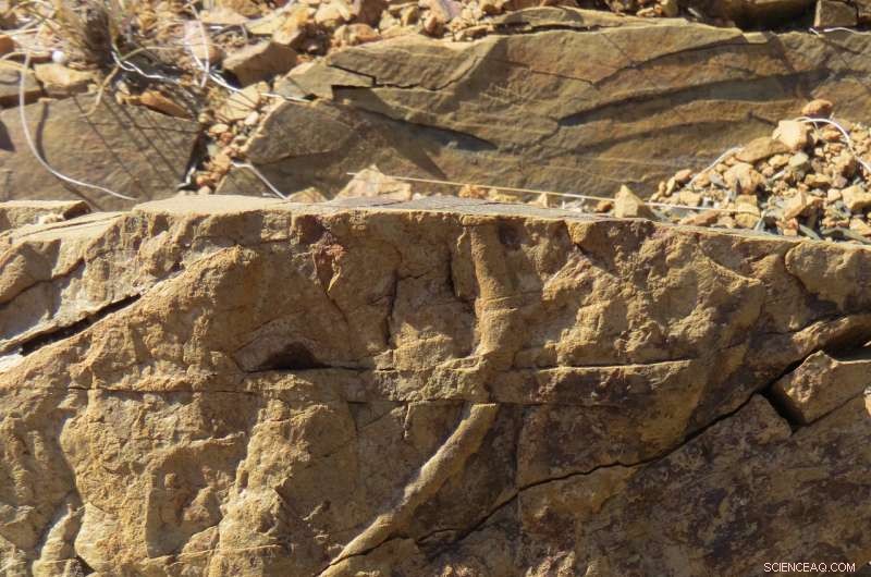 Scientists Uncover 8‑Meter Burrow Depths in Deep‑Sea Marine Fossils