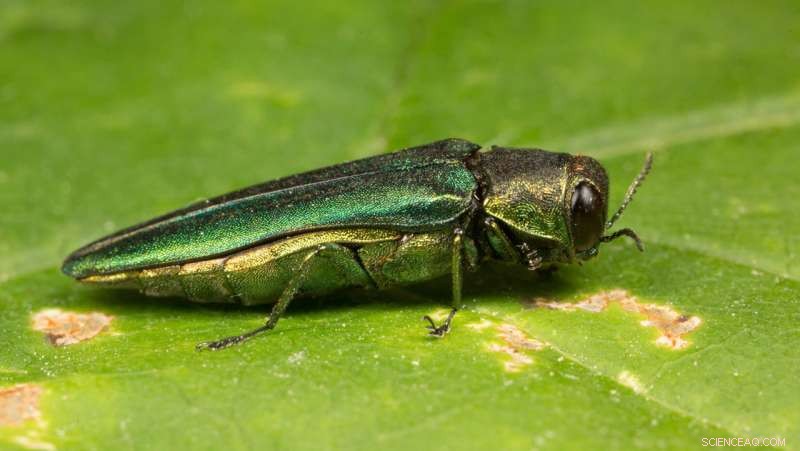 Scientists & Indigenous Tribes Unite to Combat Ash Borer Threat in North American Forests