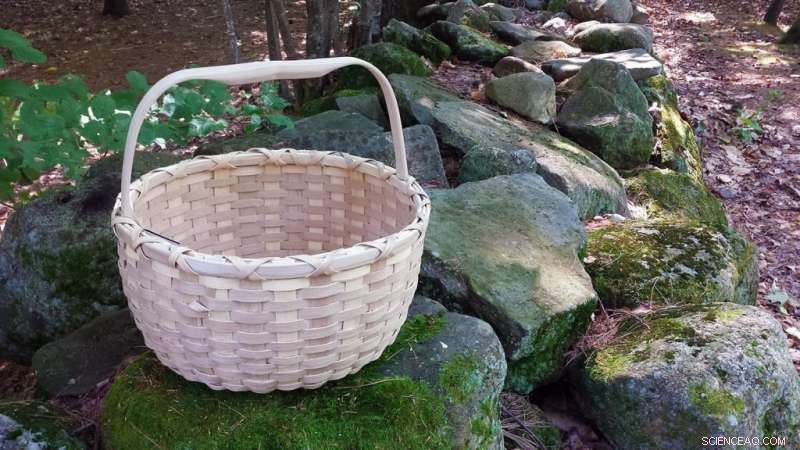 Scientists & Indigenous Tribes Unite to Combat Ash Borer Threat in North American Forests