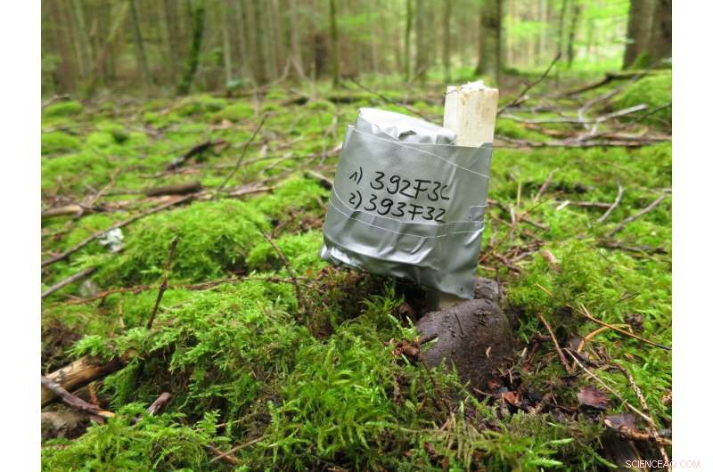 Seeking Refuge: Forest Microclimates as Shelters from Rising Temperatures