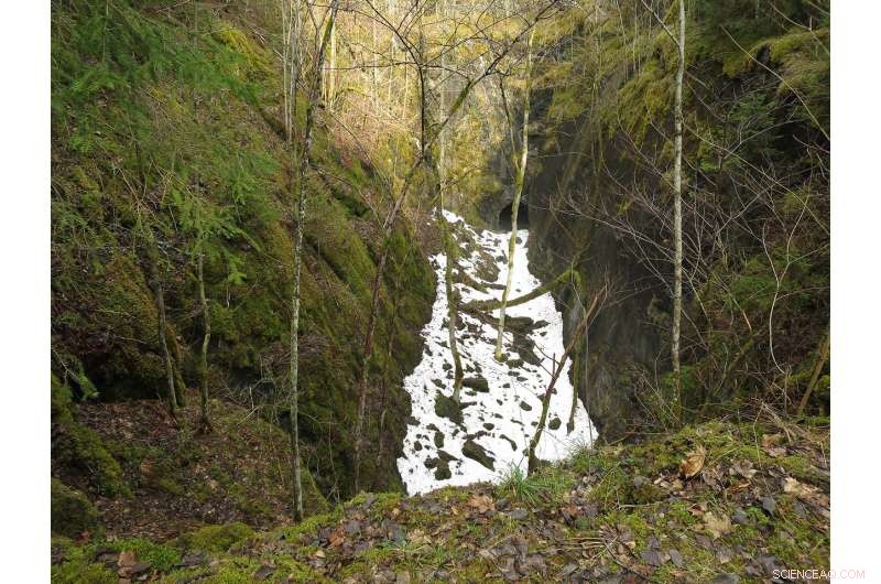 Seeking Refuge: Forest Microclimates as Shelters from Rising Temperatures