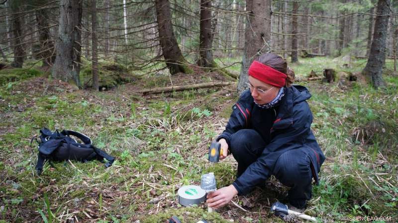 Seeking Refuge: Forest Microclimates as Shelters from Rising Temperatures