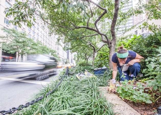 Urban Insects Show Greater Resilience to Extreme Weather: New Rutgers Study