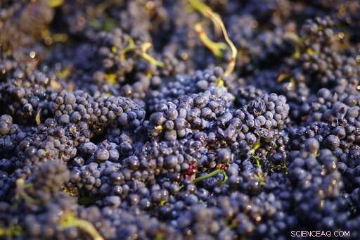 US Study Reveals Pesticides Threaten Endangered Salmon and Whale Populations