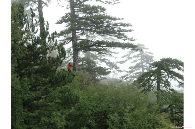 Jet Stream Shifts Since the 1960s Amplify Extreme Weather Events