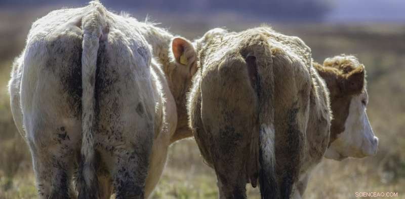 Taxing Beef Won’t Reduce Emissions, Even Though Cows Emit Much Methane