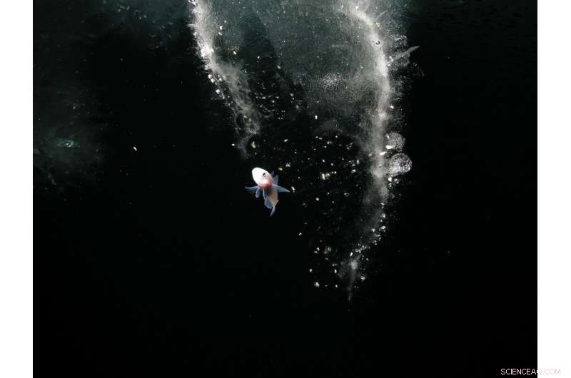 How Antarctic Fish Adapt to Rising CO₂ Levels