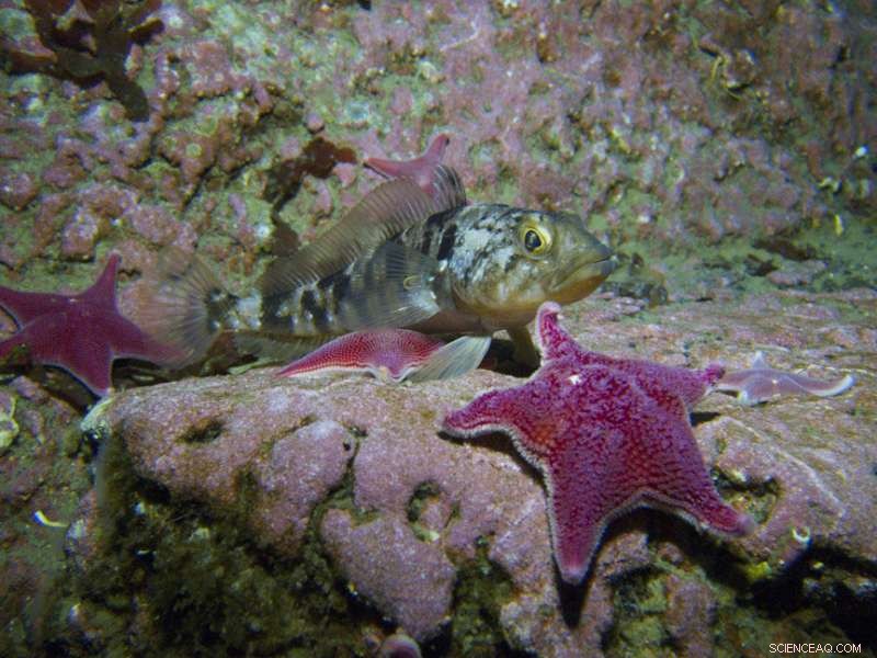 How Antarctic Fish Adapt to Rising CO₂ Levels