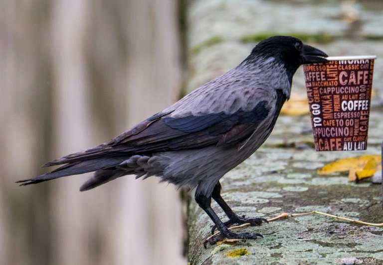 EU Sets 2030 Goal to Make All Plastic Packaging Recyclable