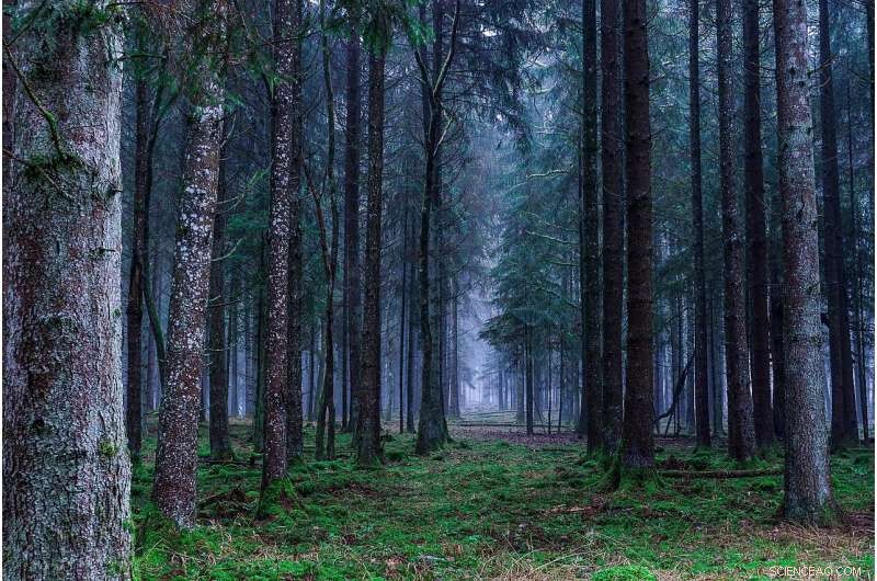 Study Reveals Europe s Forest Cover Has Halved Over 6,000 Years