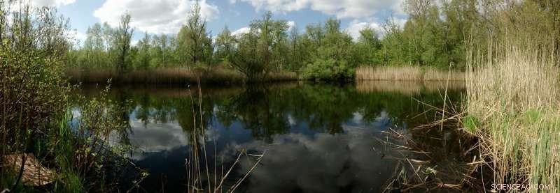 Pharmaceuticals and Pollutants Force Downstream Fish to Expend More Energy